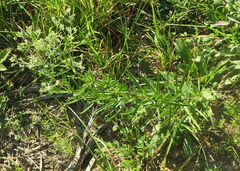 Eupatorium torreyanum