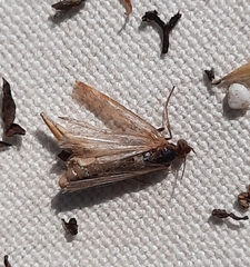 Insecta