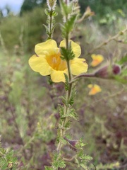 Aureolaria pedicularia