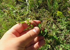 Lespedeza hirta