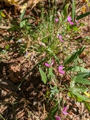 Desmodium paniculatum