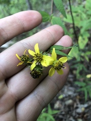 Helianthus microcephalus