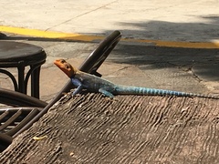 Agama lionotus