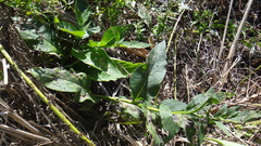 Symphytum officinale