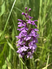 Platanthera psycodes