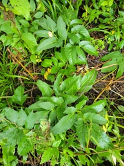 Angelica atropurpurea