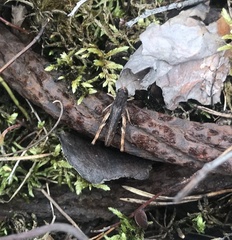 Gomphocerippus rufus