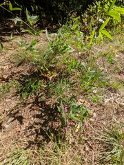 Desmodium paniculatum