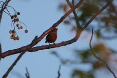 Coryphospingus cucullatus