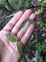 Helianthus microcephalus