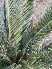 Macrozamia riedlei