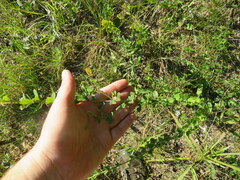 Lespedeza hirta