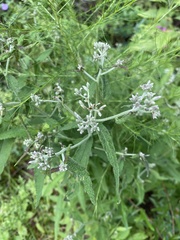 Eutrochium purpureum