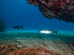 Megalops atlanticus