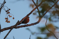 Coryphospingus cucullatus