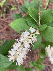Clethra alnifolia