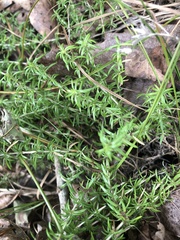 Phlox subulata