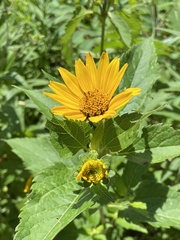 Heliopsis