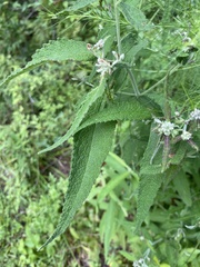 Eutrochium purpureum