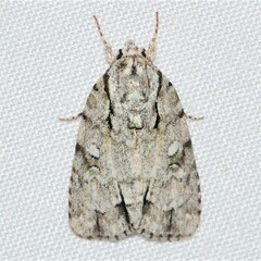 Acronicta