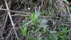 Epilobium tetragonum
