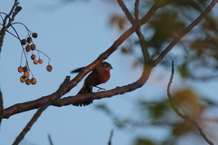 Coryphospingus cucullatus