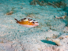 Serranus tabacarius
