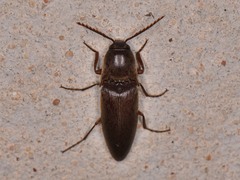 Diplostethus