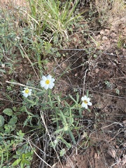 Melampodium leucanthum