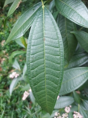 Miconia notabilis