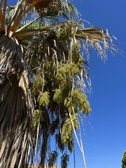 Washingtonia