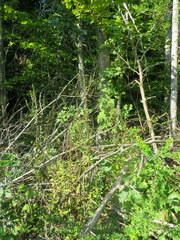 Dasistoma macrophylla