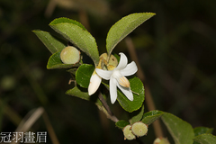Styrax matsumuraei