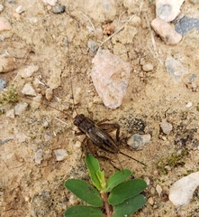 Allonemobius fasciatus