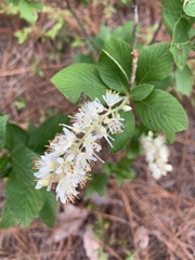 Clethra alnifolia