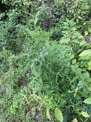 Eutrochium purpureum