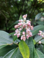 Miconia notabilis