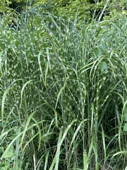 Sorghum halepense