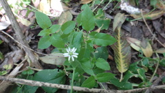 Stellaria aquatica