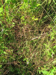 Eragrostis spectabilis