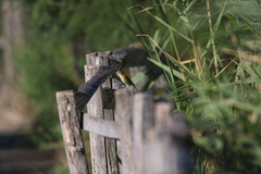 Acrocephalus schoenobaenus