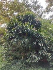 Miconia notabilis