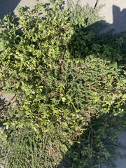 Portulaca oleracea