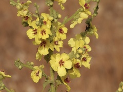 Verbascum sinuatum