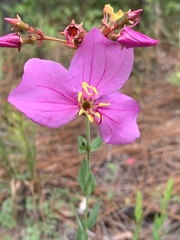Rhexia alifanus
