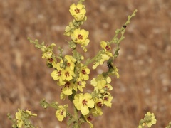 Verbascum sinuatum