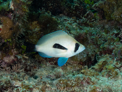 Hypoplectrus providencianus