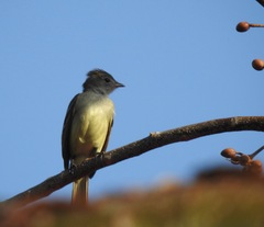Elaenia flavogaster