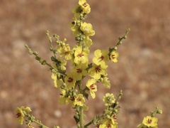 Verbascum sinuatum