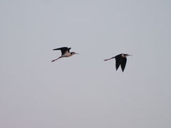 Himantopus mexicanus